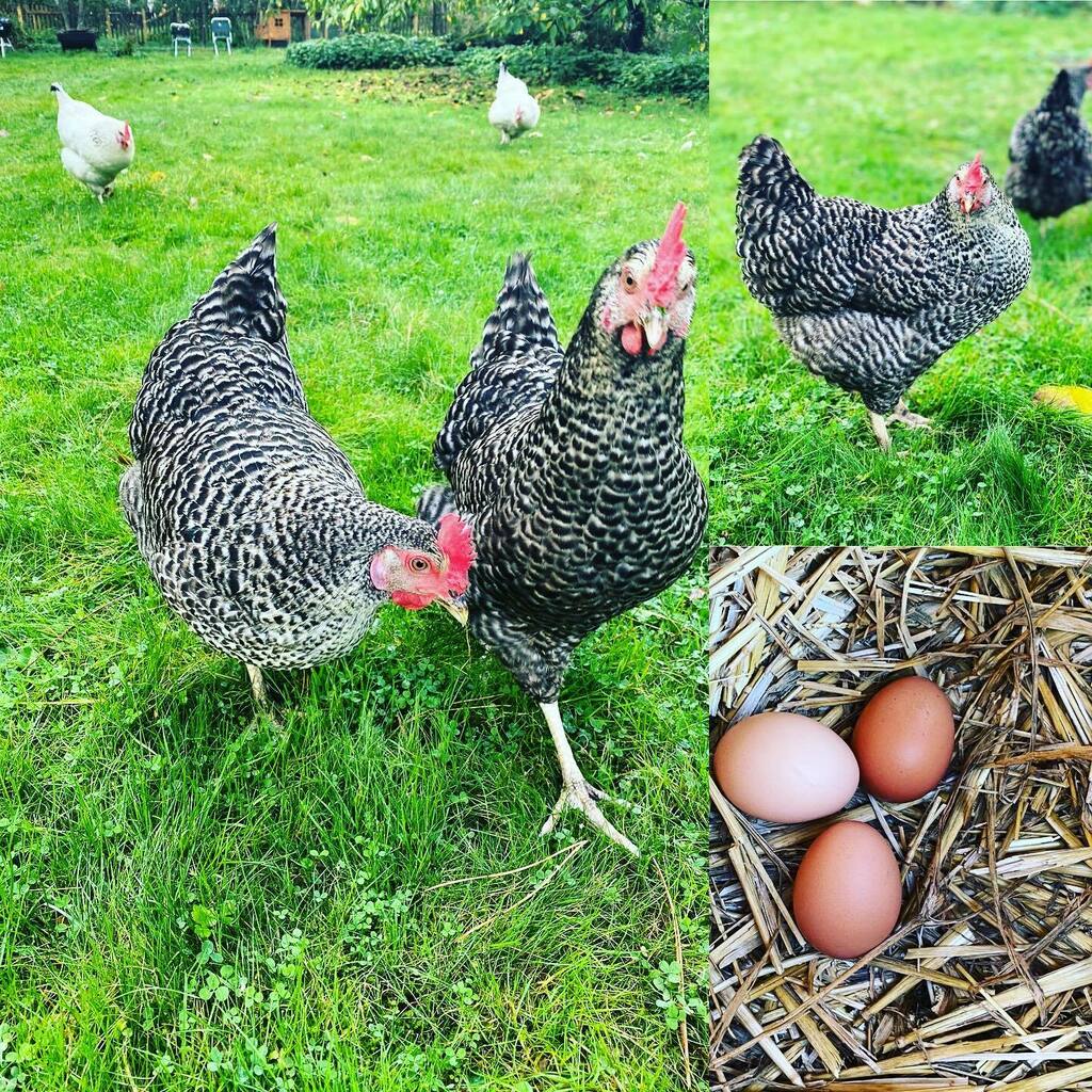 aklees's tweet image. Wer hat heute kein Ei gelegt meine Damen? #eggs #eggcount #controlling #kpi #chicken #eier #leistungsdruckadé #nurkeinstress instagr.am/p/CGK68FaAMZm/