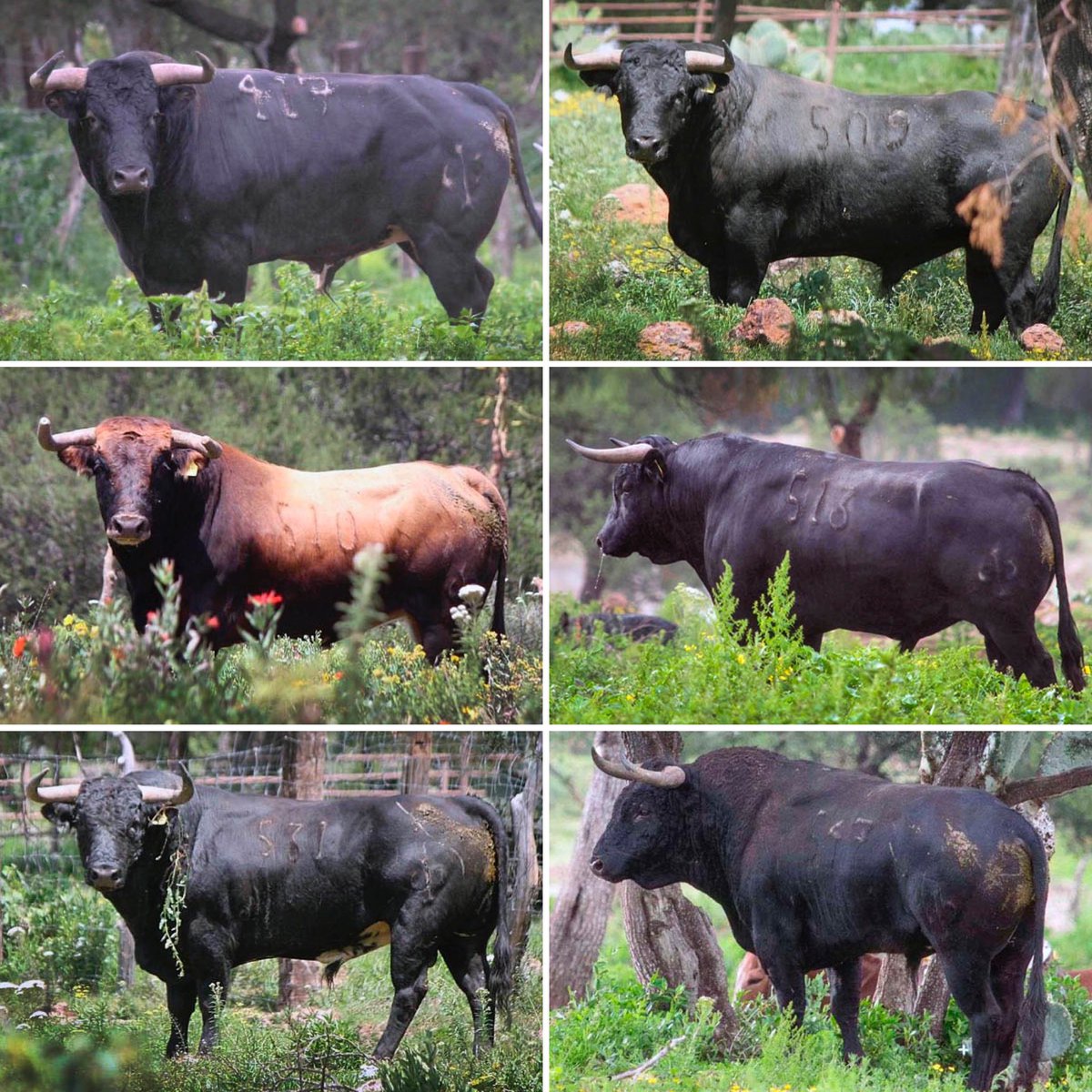 Encierro de <a href="/TorreondCanas/">Torreón de Cañas</a> para Cinco Villas 
<a href="/ArturoMaciasOF/">Arturo Macías</a> 
<a href="/InfoDanielLuque/">Daniel Luque</a> 
<a href="/arttSaldivar/">Arturo Saldivar</a> 
#PurititoTorreóndeCañas