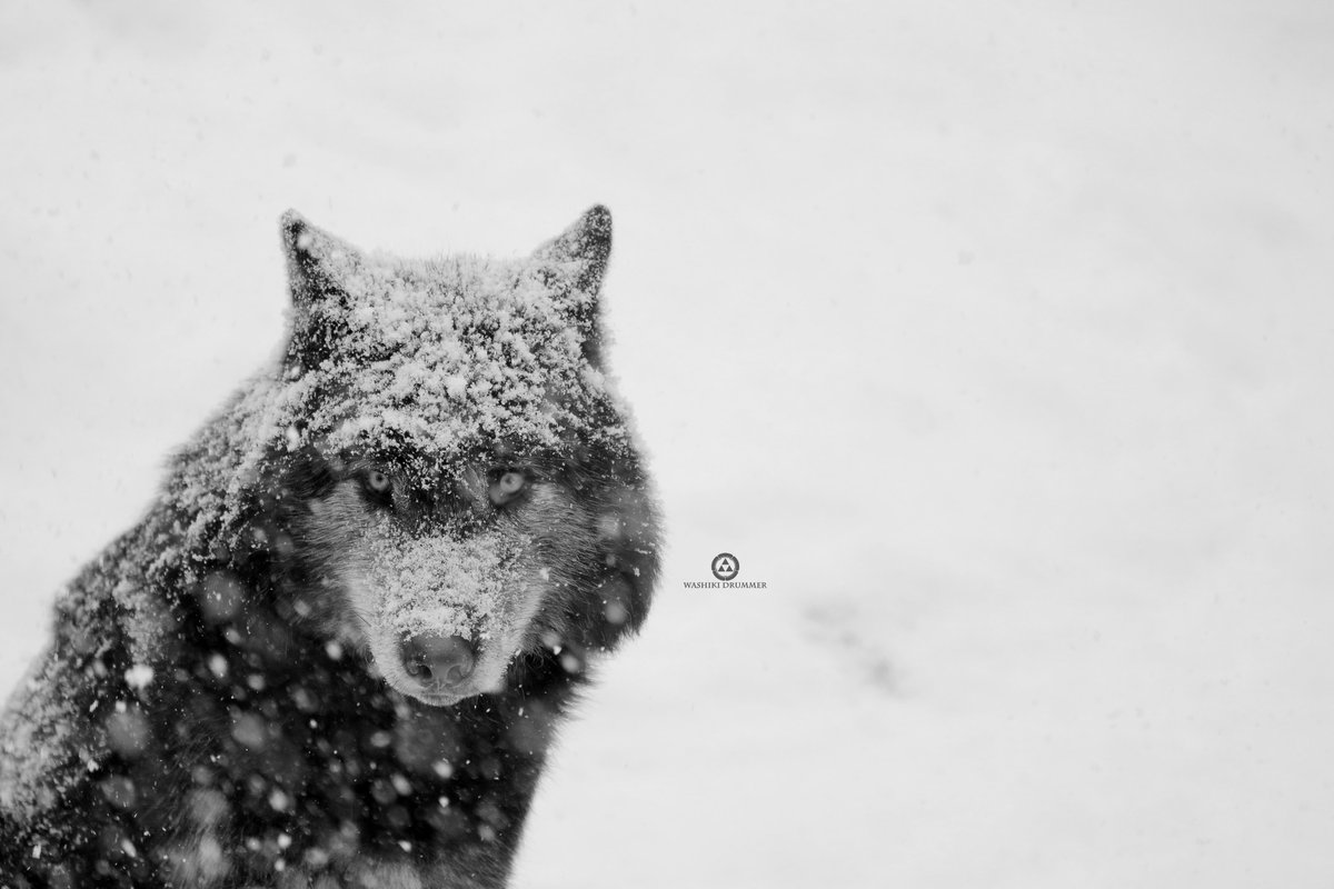 Washiki Photograpy 狼の源流 狼の瞳好きです 特にこんな雪の日の狼はもう Wolf 写真好きな人と繋がりがたい
