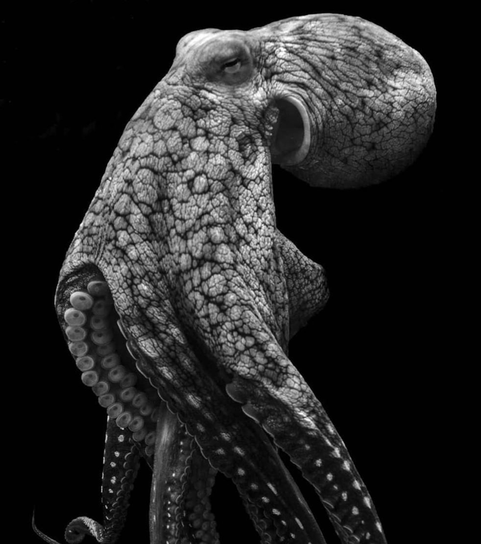 Once again, Happy #WorldOctopusDay from all of us at team Nakawe!
Photo oceanic_white

#wildlife #octopus #earth #oceans