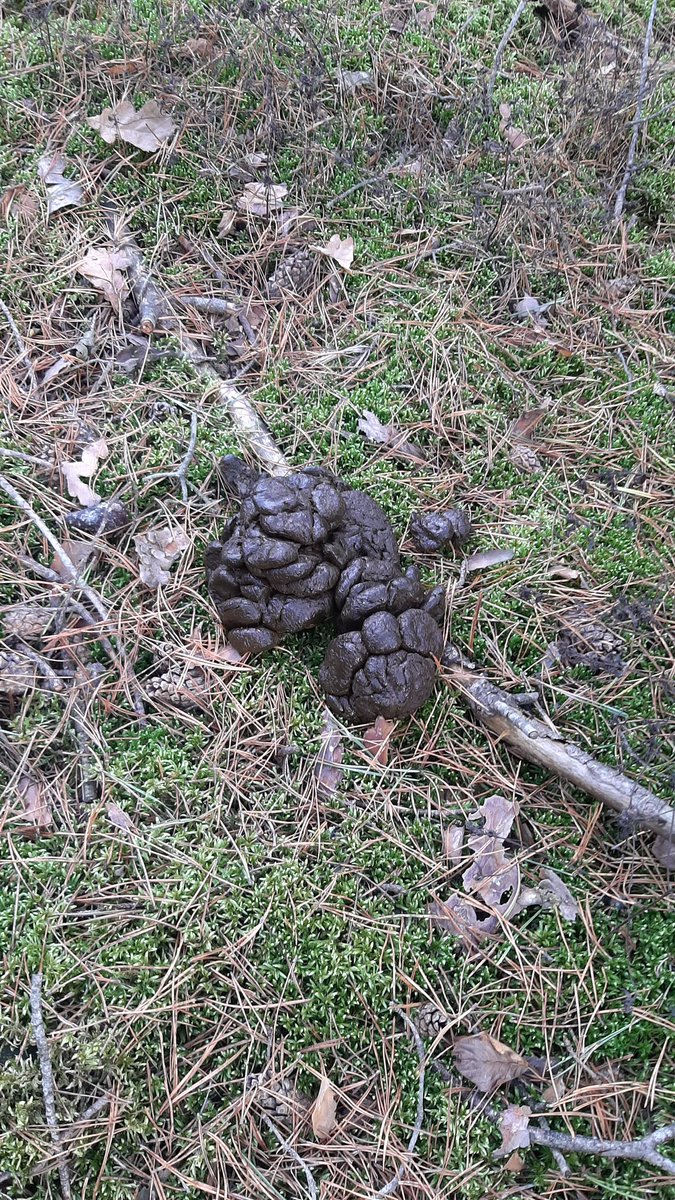 Фото медвежьего помета