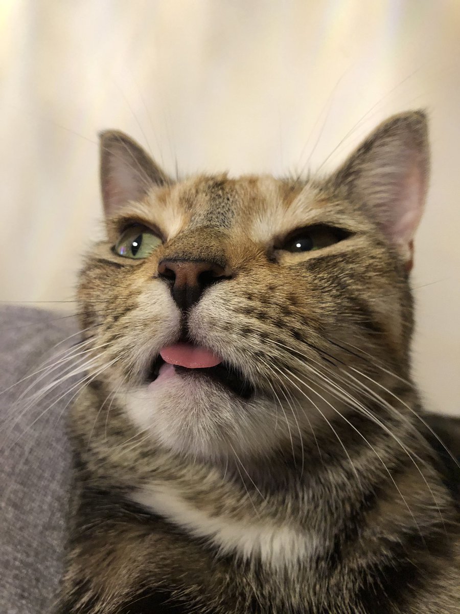 sewyler's tweet photo. @POPSUGAR #unflatteringcatphotochallenge   Maybe she’s born with it. Maybe it’s Meow-beline https://t.co/k5Z5iNxEKJ