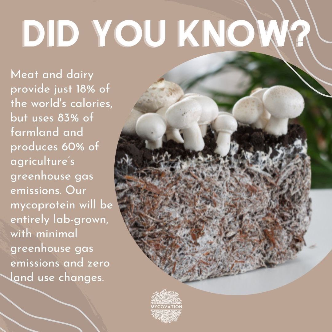 Can we rethink, how much we are exploiting the nature to feed ourselves ? 
#Mycovation is striving to bring about disruption in the cycle to improve our food cycle. 
To know more about us, our projects and products, Do follow us !
#thefutureoffood
#mycelium
#mycoprotein