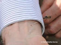 judeswalko's tweet photo. Imagine being a honeybee and being so agro, defensive and angry that you are willing to commit #sepukku essentially rupturing your abdomen and #disemboweling yourself of entrails, just to make a point.
That's what most of @twitter is like.
Happy Saturday everyone. 🐝 https://t.co/HumocLwyqq