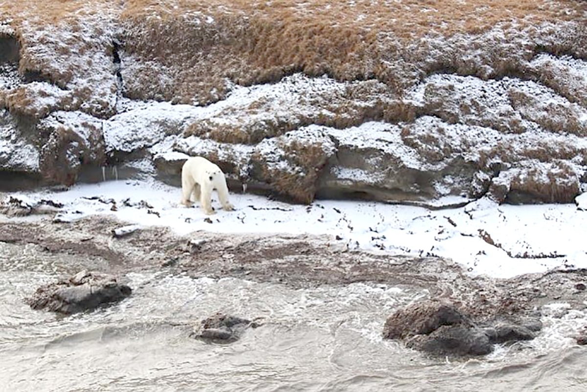 Острова медвежьи Острова медвежьи