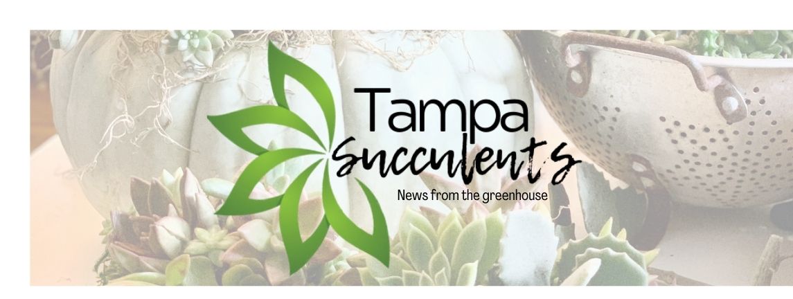 Pumpkins & Succulents Oh My!😍 - mailchi.mp/tampasucculent… #TampaSucculents #SucculentWorkshop #ThingstodoinTampa #Succulents