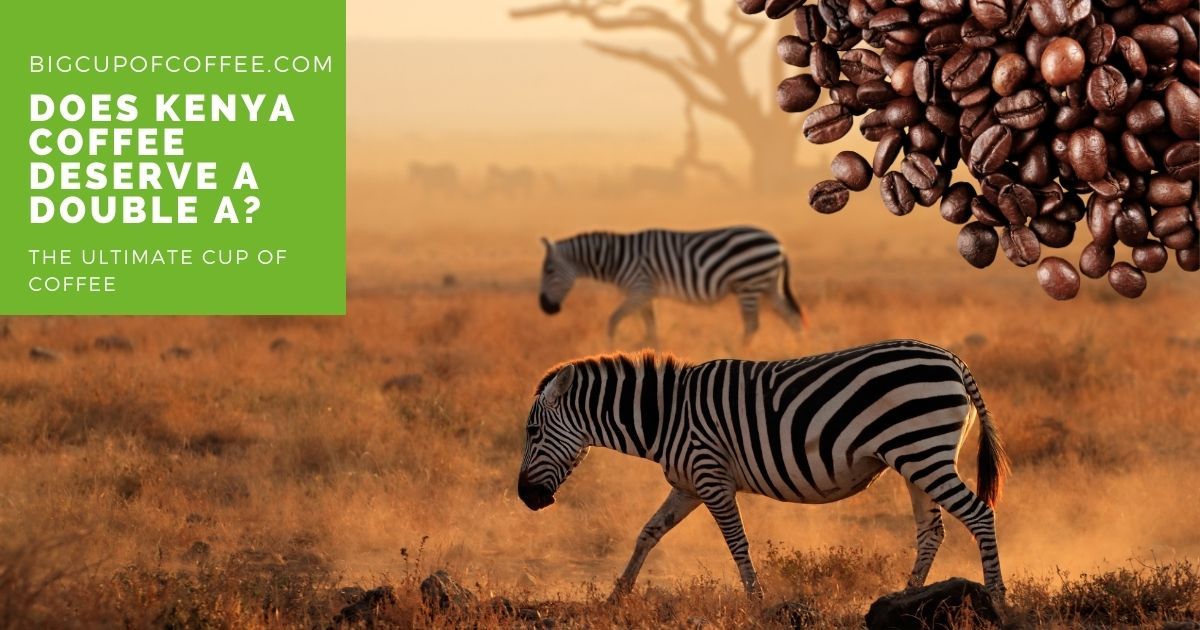 Kenyan coffee beans are cultivated only on highlands with a climate suitable for growing coffee and farmers employ a uniform method of processing the coffee beans to achieve that full spectrum of flavors snip.ly/yvcnys #coffee #coffeelovers