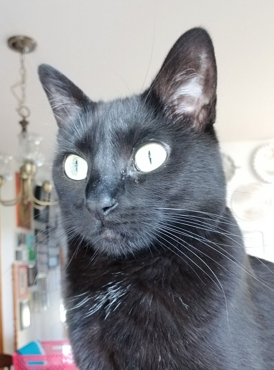 vintagepix's tweet photo. #Caturday morning #SquirrelWatch on #BirdfeederTV with @yourevilcats. I put out the trail cams to try and get some footage of the 2 wee + 1 big squirrels but will probably mostly have fuzzy backsides 🙄 #CatsOfTwitter #BlackCat #SquirrelCrime https://t.co/A8XHZYOiVu