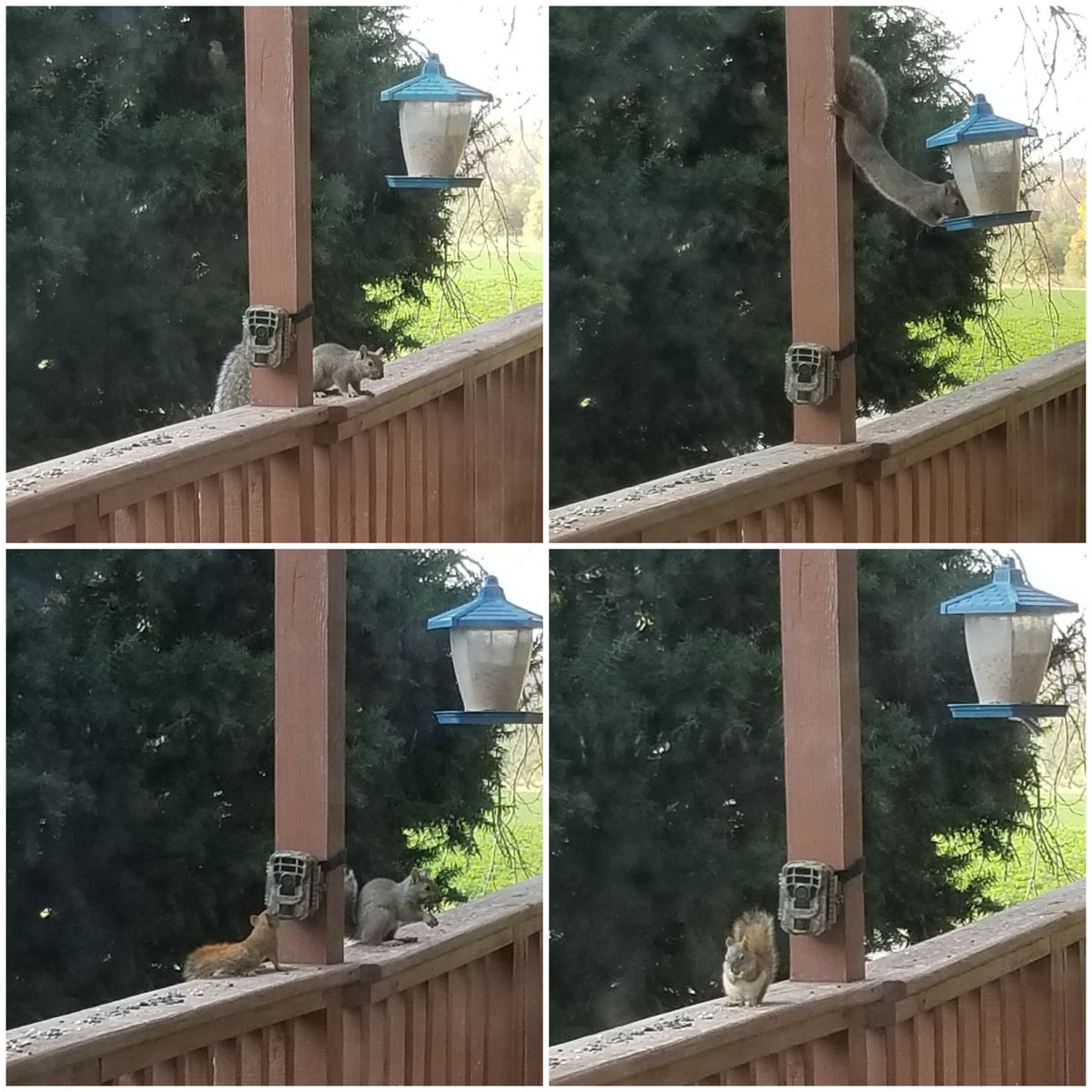 vintagepix's tweet photo. #Caturday morning #SquirrelWatch on #BirdfeederTV with @yourevilcats. I put out the trail cams to try and get some footage of the 2 wee + 1 big squirrels but will probably mostly have fuzzy backsides 🙄 #CatsOfTwitter #BlackCat #SquirrelCrime https://t.co/A8XHZYOiVu