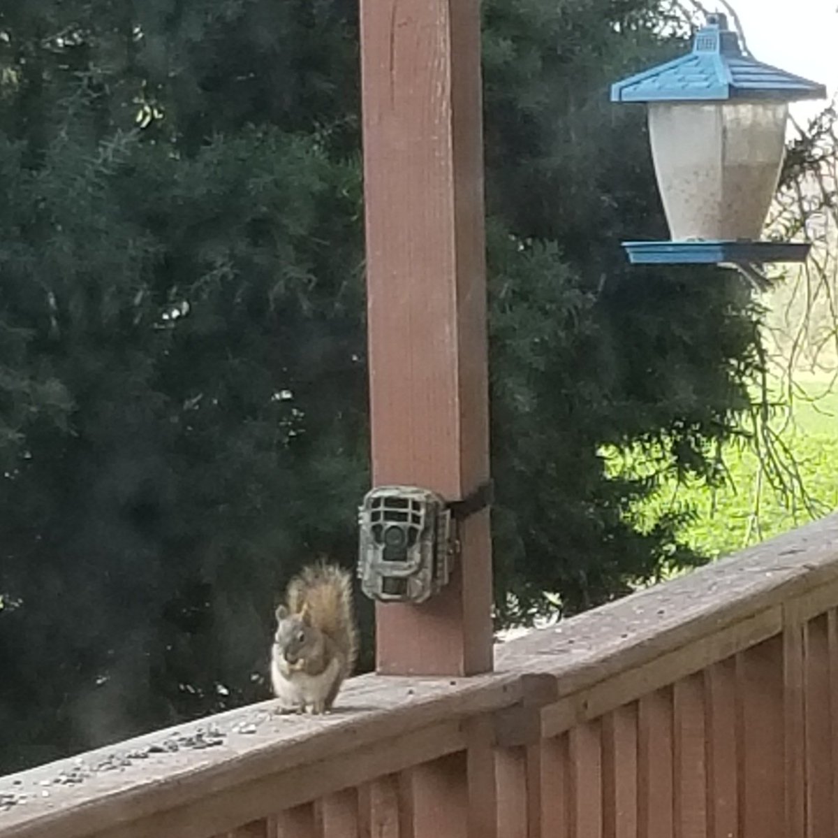 vintagepix's tweet photo. #Caturday morning #SquirrelWatch on #BirdfeederTV with @yourevilcats. I put out the trail cams to try and get some footage of the 2 wee + 1 big squirrels but will probably mostly have fuzzy backsides 🙄 #CatsOfTwitter #BlackCat #SquirrelCrime https://t.co/A8XHZYOiVu