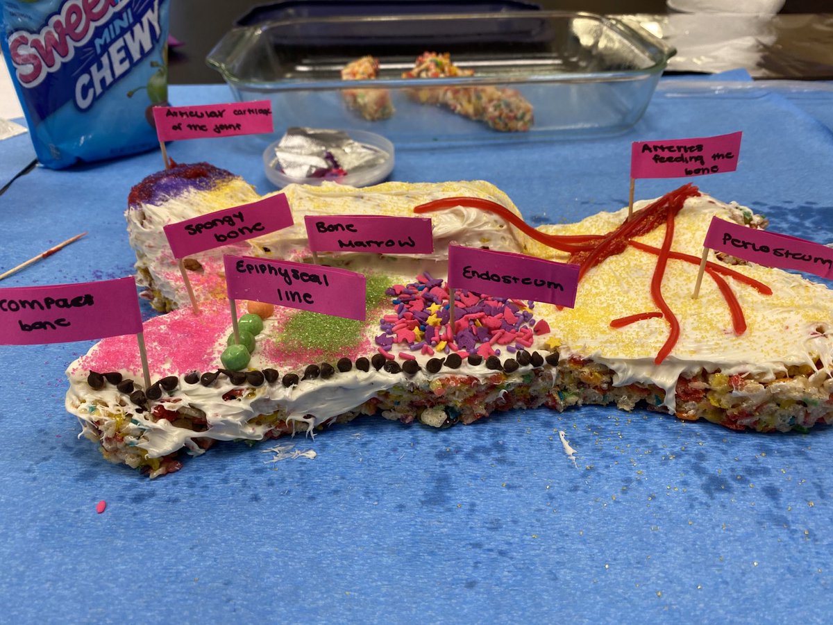 JacksonRN723's tweet photo. Structures of a long bone: who knew they could taste so good? Health Science 3 knows!!! https://t.co/cXhHdQoCac