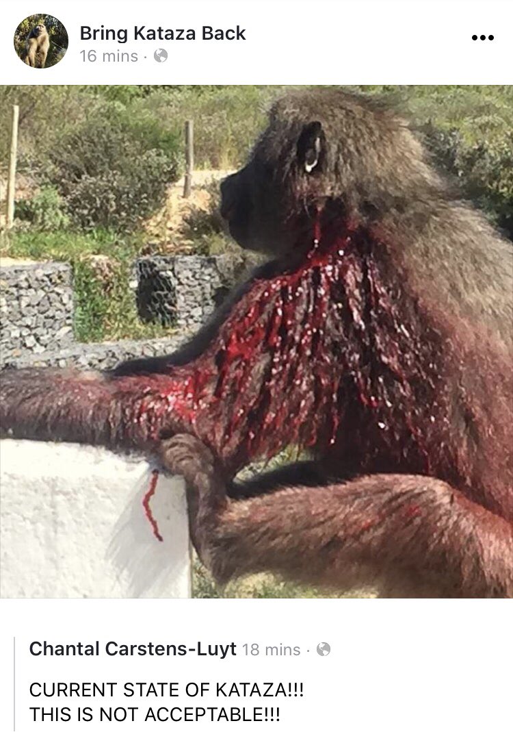 Eranu's tweet photo. This is Kataza! @CityofCT @Our_DA @HWSolutionsSA @alanwinde @MayorDanPlato @capespca @NSPCA_SA you have BLOOD ON YOUR HANDS! #bringkatazaback https://t.co/yIOuMAk7og