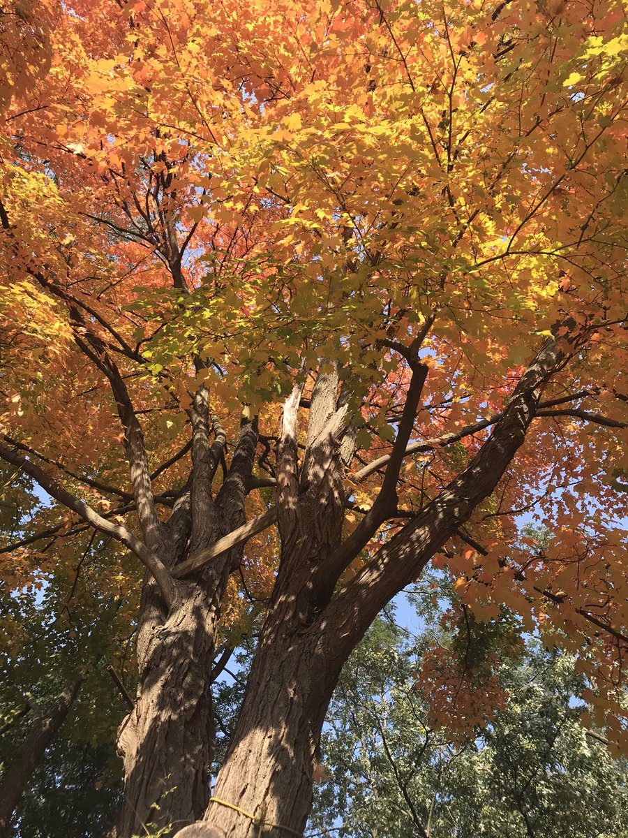 Raoul Duke tweet media