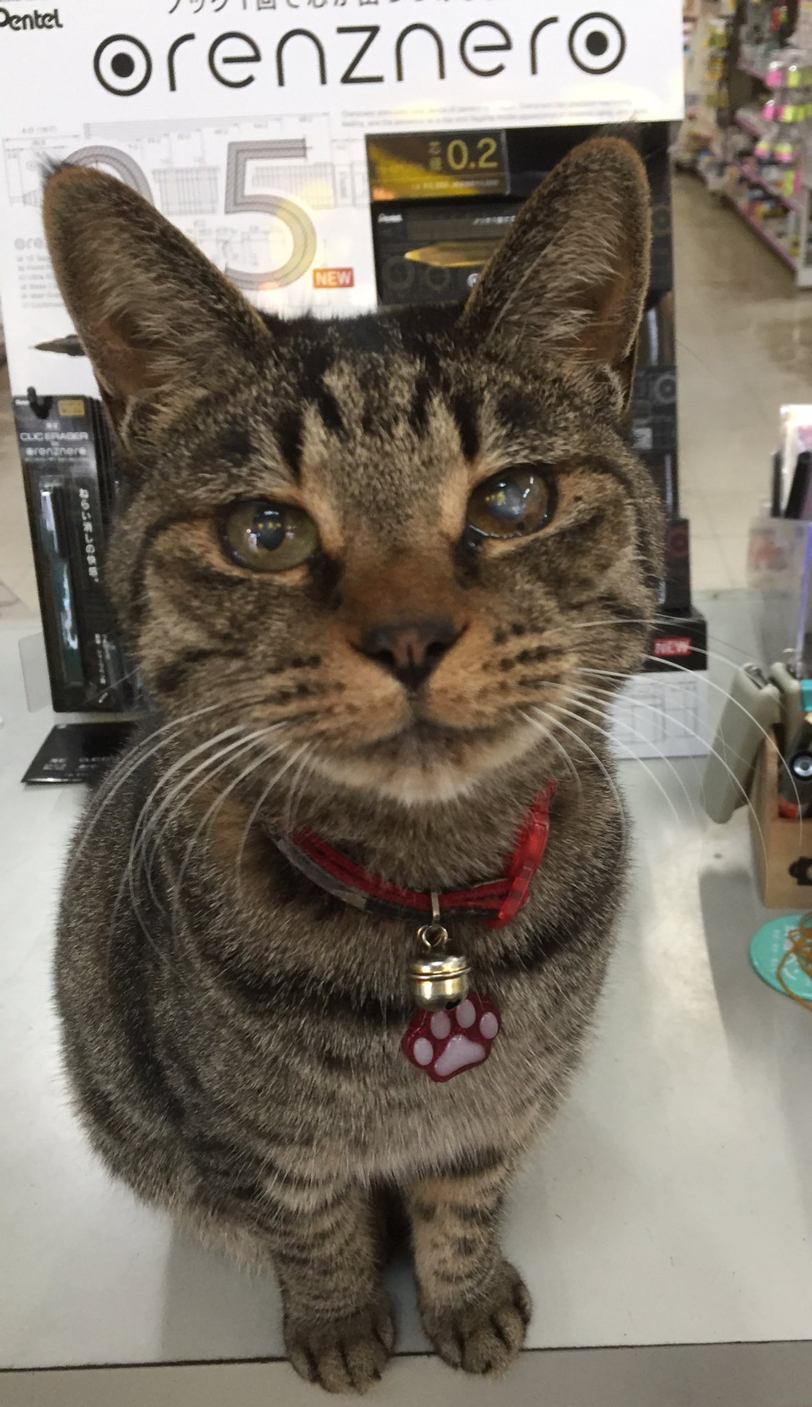 ねこがいる文具店万年堂 в X: „店長シマ子の新商品紹介コーナー ねこがいる文具店万年堂 в X: „店長シマ子の新商品紹介コーナー