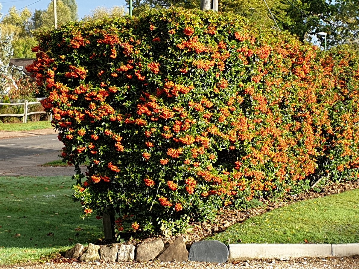 Not  everyone's  favourite but this Pyracantha keeps on giving, evergreen, Spring flowers, berries for the  birds and habits for nesting, will  grow in any location and is tough as old boots, Recommended as a security plant as it is spiky  looks fabin the Autumn's sunshine 🌞