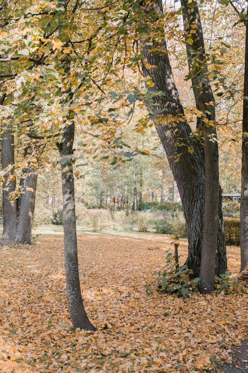 Краски #золотойосени в парке Музея-усадьбы П.П. Чистякова
