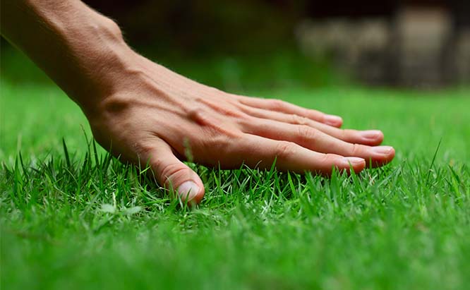 LawnTap's tweet photo. It's time for your lawn to get a make-over! 

Request lawncare service today with 𝐋𝐚𝐰𝐧𝐓𝐚𝐩 𝐇𝐨𝐦𝐞𝐨𝐰𝐧𝐞𝐫 app. Just one 𝐓𝐀𝐏 away for a stress-free, affordable lawn care service. 💚

#ondemand #lawn #lawncare #mow #yard #atlanta #LawnTap #edge #trim #lawnmaintenance https://t.co/yoLQju4Ba7