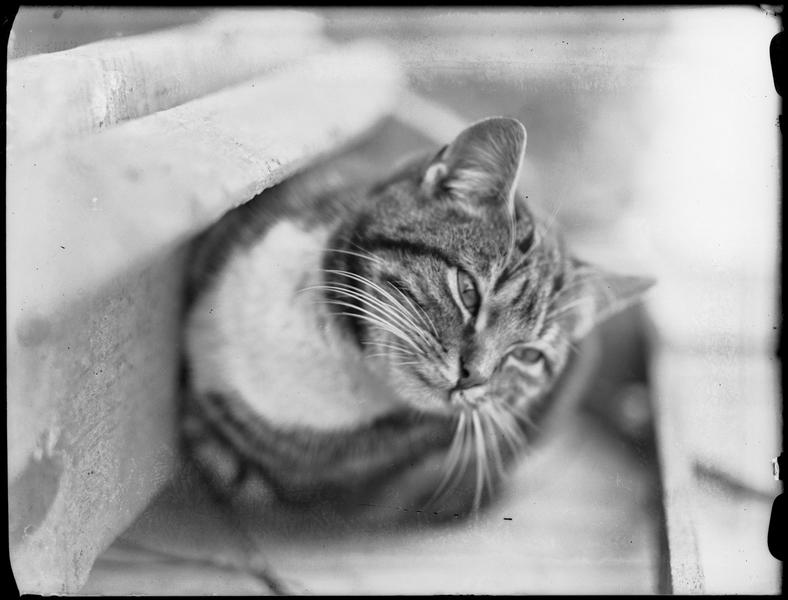 I love André Kertész's cat portraits. This one is from the 1930s  #Caturday Médiathèque de l'architecture et du patrimoine
