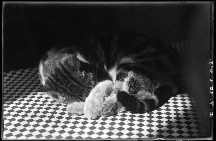 A cat snoozing in a sun-beam. A great shot by François Kollar, from 1931-32 #Caturday Médiathèque de l'architecture et du patrimoine