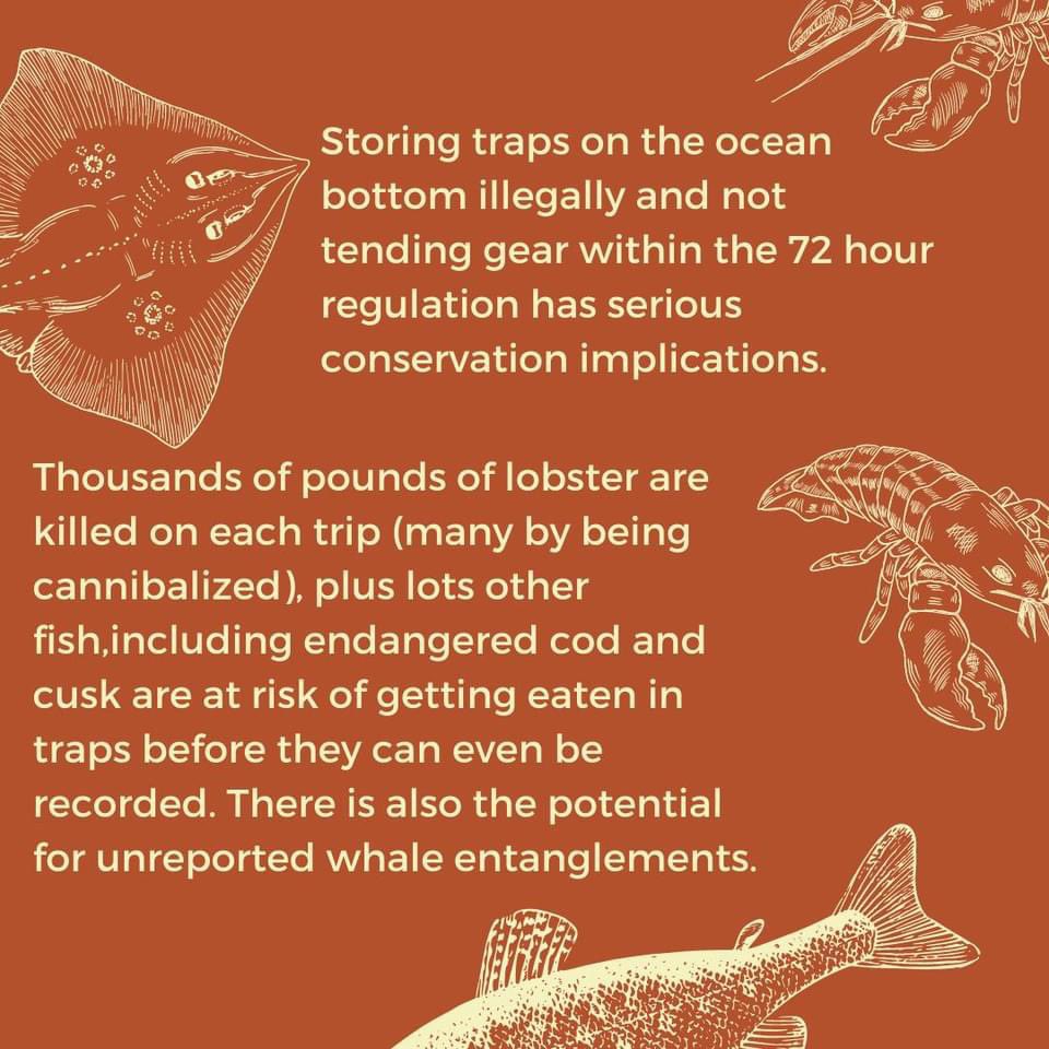  #Clearwater plays by their own rules, & still flouts the regulations it has agreed to follow, w little consequence. They commit “gross violations” impacting 1000s of  #lobsters every trip, along with endangered fish & whales... yet DFO prefers to harass MI’kmaq treaty fishers??