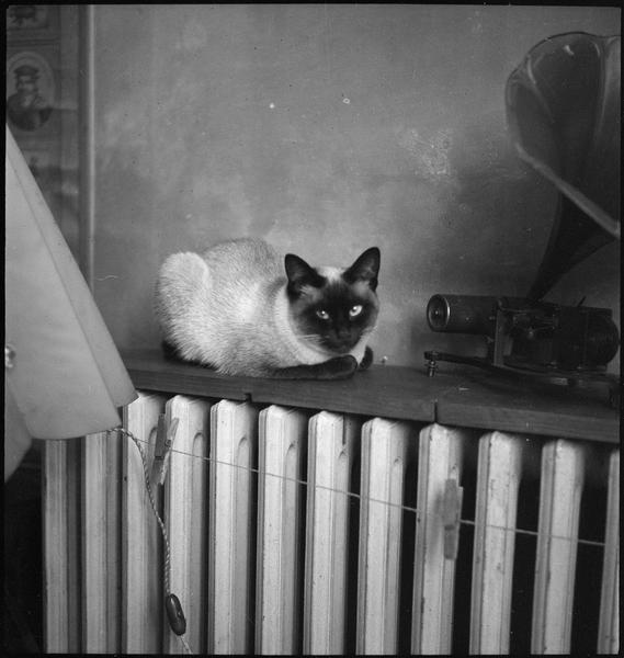 Roger ParryA Siamese cat listening to a very cool cylinder phonograph, 1941 #Caturday Médiathèque de l'architecture et du patrimoine