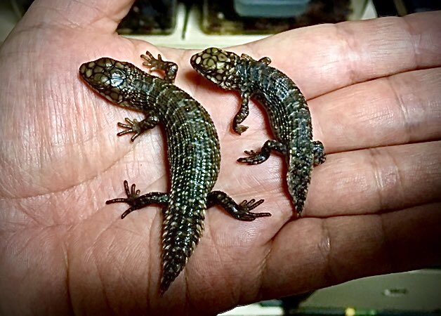 ストケスイワトカゲのtwitterイラスト検索結果