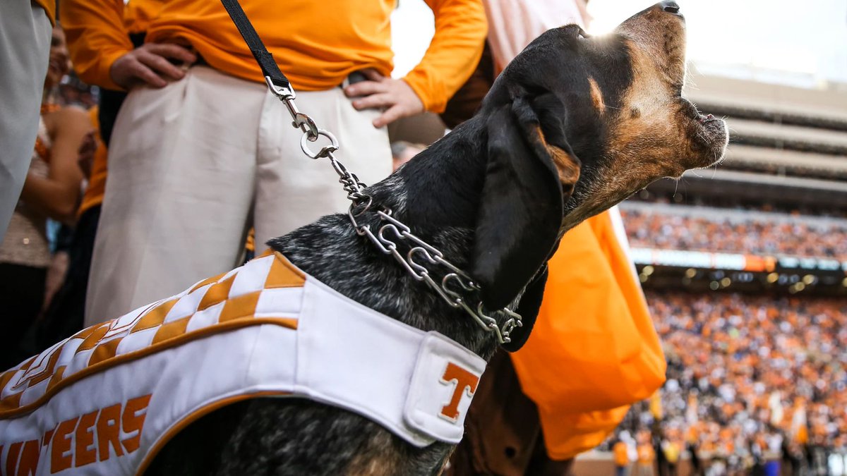 tennalum's tweet photo. There's only one top dog. Go Vols! #BeatGeorgia https://t.co/FFtAoOQpLm