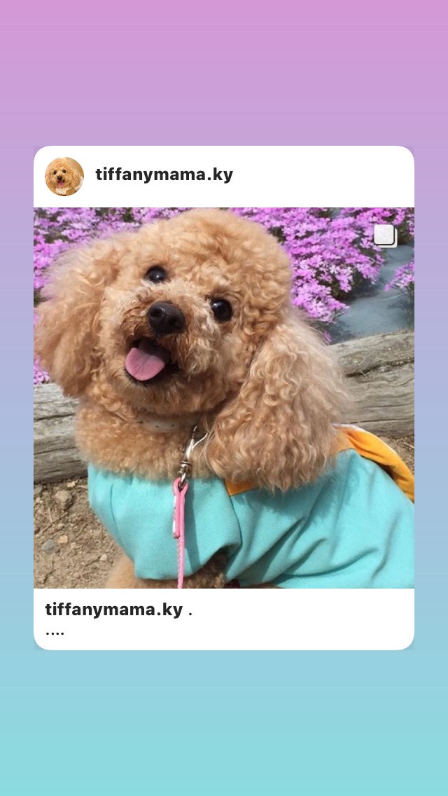 Hoshiko 兵庫県 トリミング死亡事故 喉にはさみが 食道を貫通 筋肉切断で10日後に亡くなったtiffanyちゃん 担当したオーナー兼トリマーは 飼い主様に何の説明もなく 辛い日々を過ごしておられます 詳しくは 飼い主様のインスタをご覧下さい