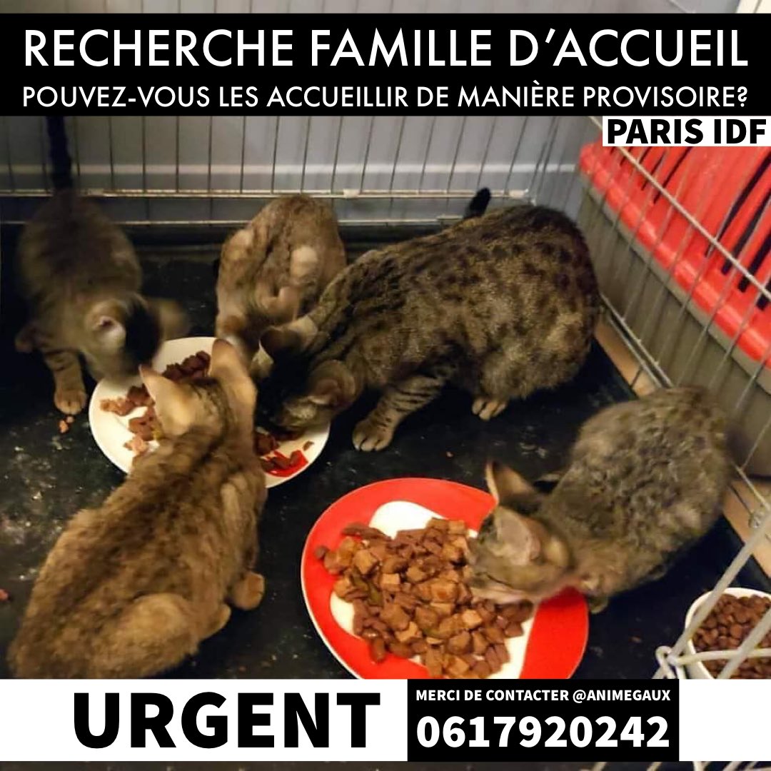 AdopteChienChat's tweet photo. 🚨🆘 L’association @AnimEgaux recherche une famille d’accueil à Paris / Île de France pour ce week-end, 10 octobre. Si vous pouvez accueillir chez vous, un ou plusieurs chats, merci de contacter l’association 🆘🚨 #chat #chats #familledaccueil #soschats https://t.co/QD0QddVsJM