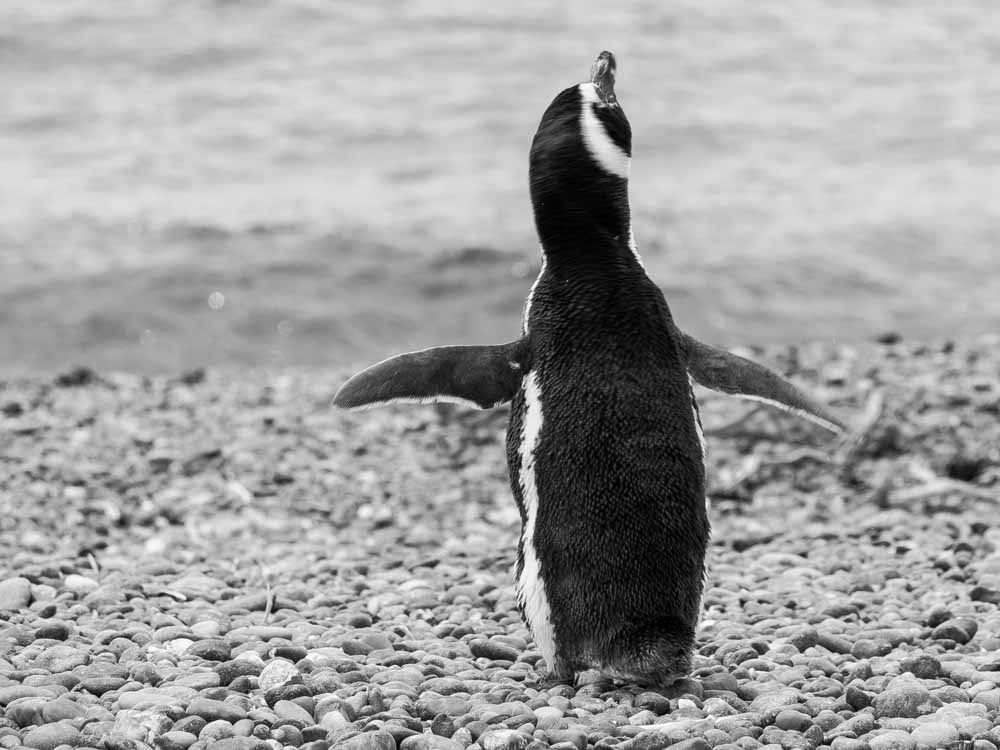 Currently watching a great talke with @PENGUINS_GPS about their amazing conservation work in Patagonia. Join @wildnetorg today for live talks