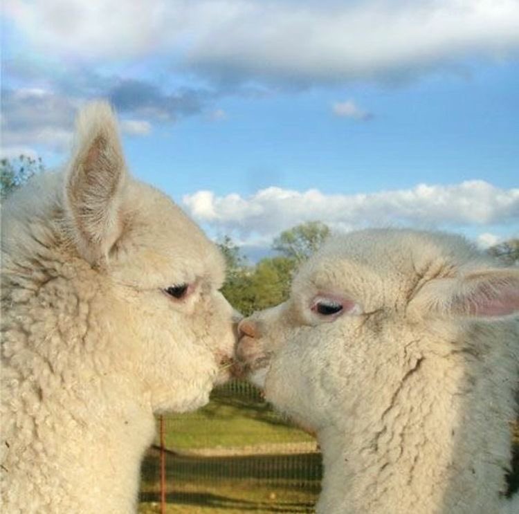 alpaca kiss