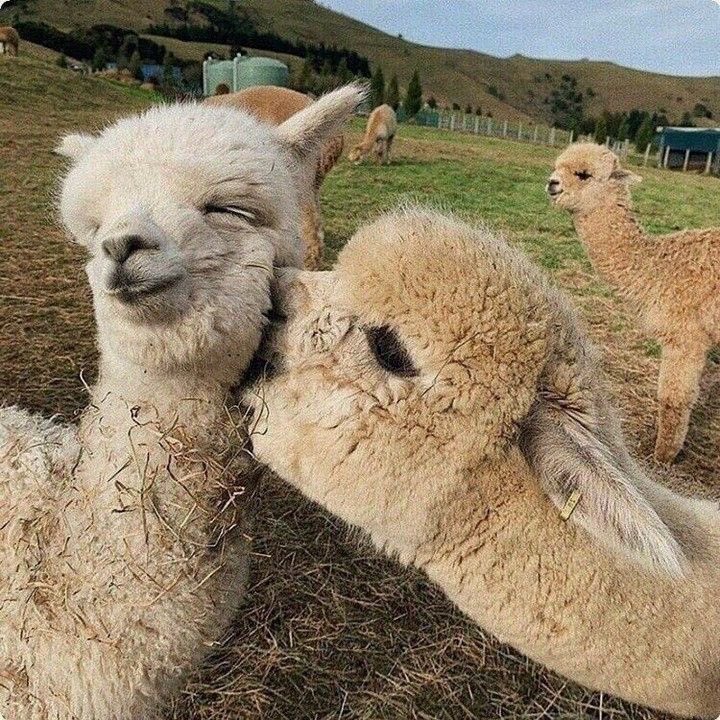 alpaca kiss
