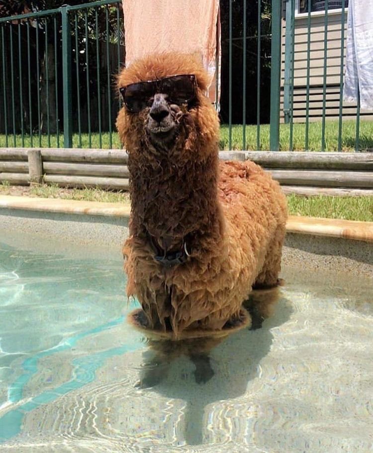 alpaca in the pool