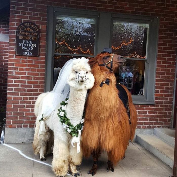 alpacas get married