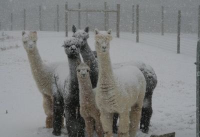 winter alpacas