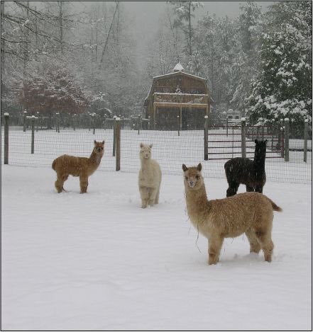 winter alpacas