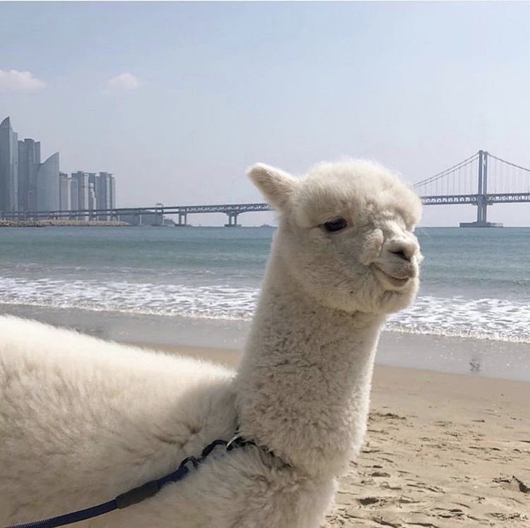 alpaca at the beach