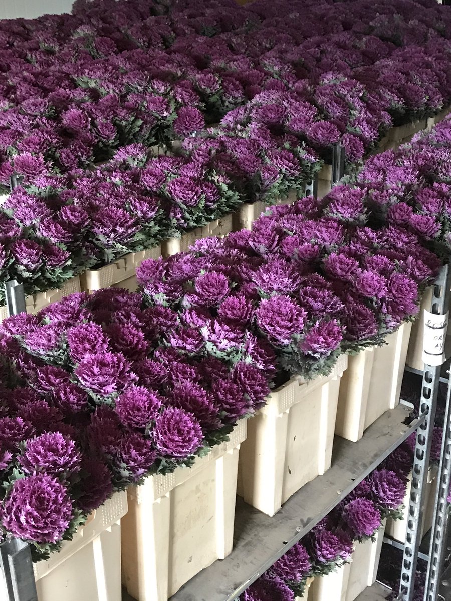 Feathered Queen all off to Freddies # lovebritishflowers