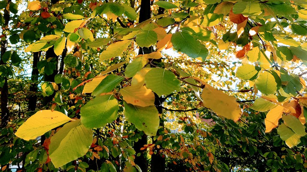 Must be autumn #Autumn #AutumnLeafWatch #LeafsForever #October2020 #SaturdayThoughts