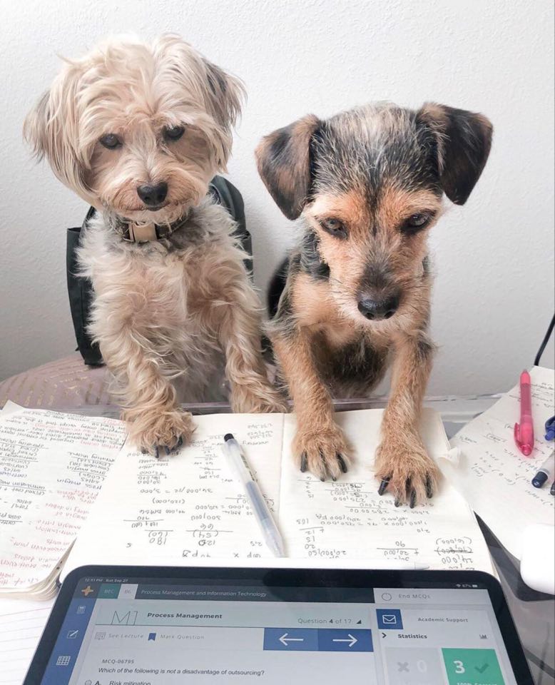 BeckerAcct's tweet photo. These pups are hard at work studying BEC! Who motivates you to study for the CPA Exam? 🐾 🐶 #beckercpa #cpa #cpaexam #accounting https://t.co/Fbj2JNH5AR