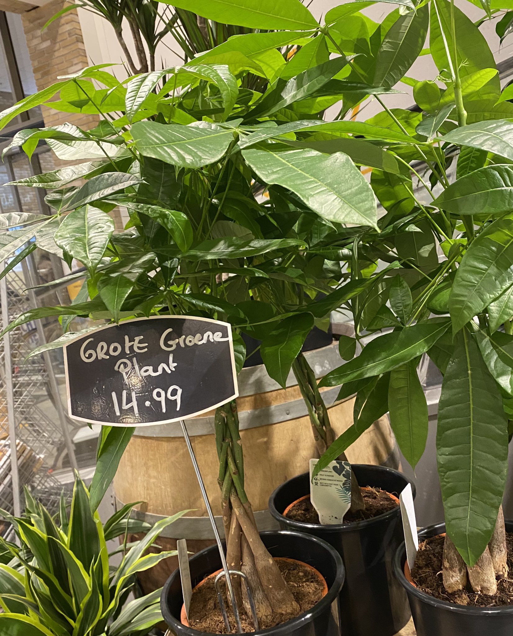 تويتر Elvira Stein على تويتر: "Welke Jumbo weet het: Dit is de Grote groene plant 🌱niet te verwarren met de kleine of met middelgrotegroene. https://t.co/xGcMhk1RPv"