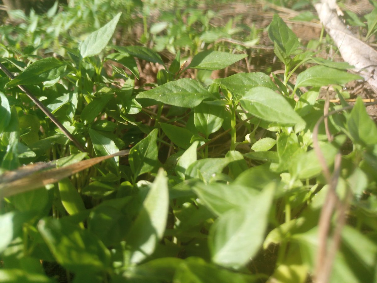 thamfarmltd's tweet photo. I need lots of water to get this vegetables to maturity. The coast is too hot to depend on rainfall 
#ThamFarm https://t.co/iyuRQj8Msm
