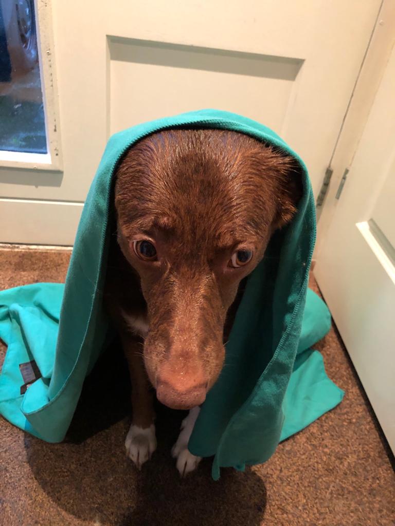 BySantje's tweet photo. Ik wil naar buiten!  "Maar het #regent"
Nou en toch wil ik naar buiten

Ik haat regen!! #zaterdag #regen #hond #daisy #lief #hondenweer #nat #nietleuk #schatje #loveit https://t.co/0r8wNFjosv