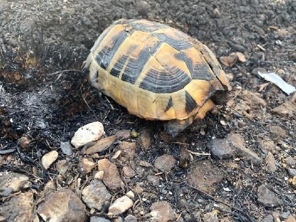 Can yakan canı yanacağı günü beklesin. Hainler, alçaklar, insanlıktan nasibini almamış kahrolası teröristler #HatayiPkkYakti