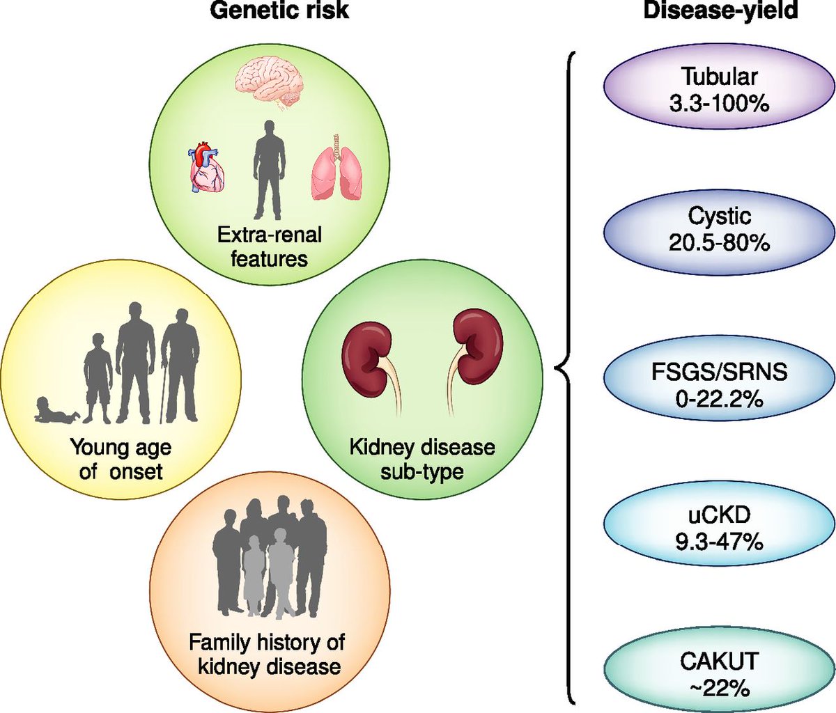 Clinical Genetic Screening in Adult Patients with Kidney Disease