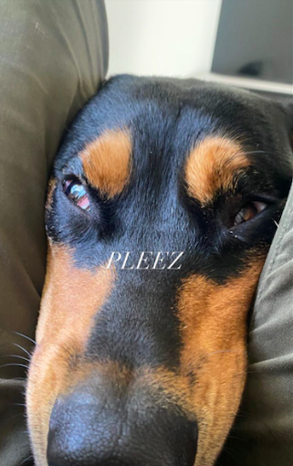 spcnishboy's tweet photo. aujourd'hui je vous offre des photos de mon chien paco, demain qui sait... https://t.co/ziu1TdmYJB