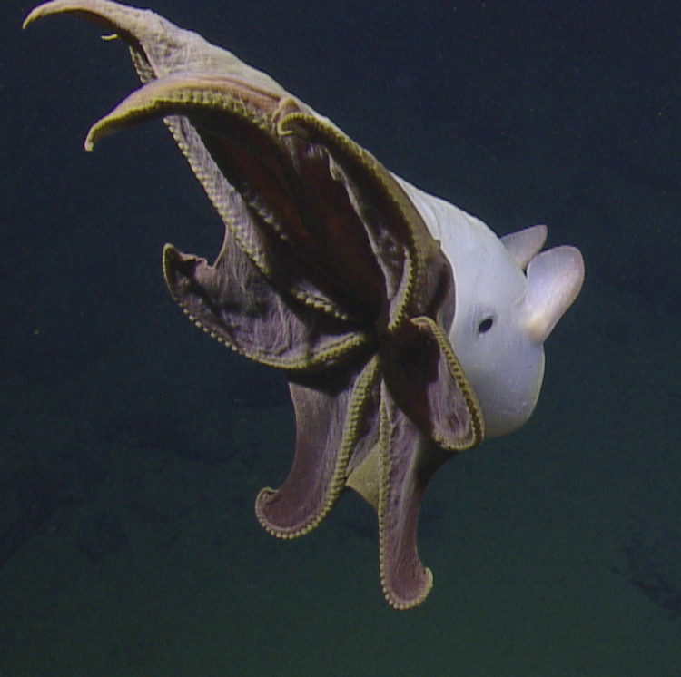 NOAA's Monterey Bay NMS tweet media