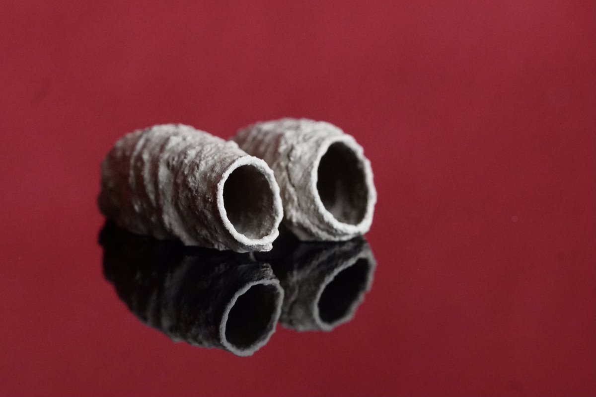 LmcdSony's tweet photo. A couple of mud dauber wasp nests in #fethiye #Turkey they are about 1.5cm long and amazingly intricate. No sign of any waspy stingy things and nothing in them. #insects #beasties #nests #amazing #nature #photography #photooftheday #LearningIsTakingPlace #reflections https://t.co/SWz5kdnukK
