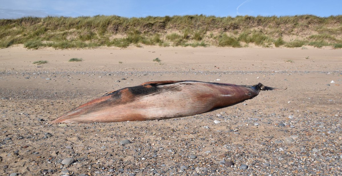 The grim reality of a horrific end for this 7.5m juvenile female Minke Whale that was washed up at Spurn.  @strandings_man kindly let me attend yesterday and taught me so much as i would love to head into this line of work. (small thread below, without the extra gruesome photos)
