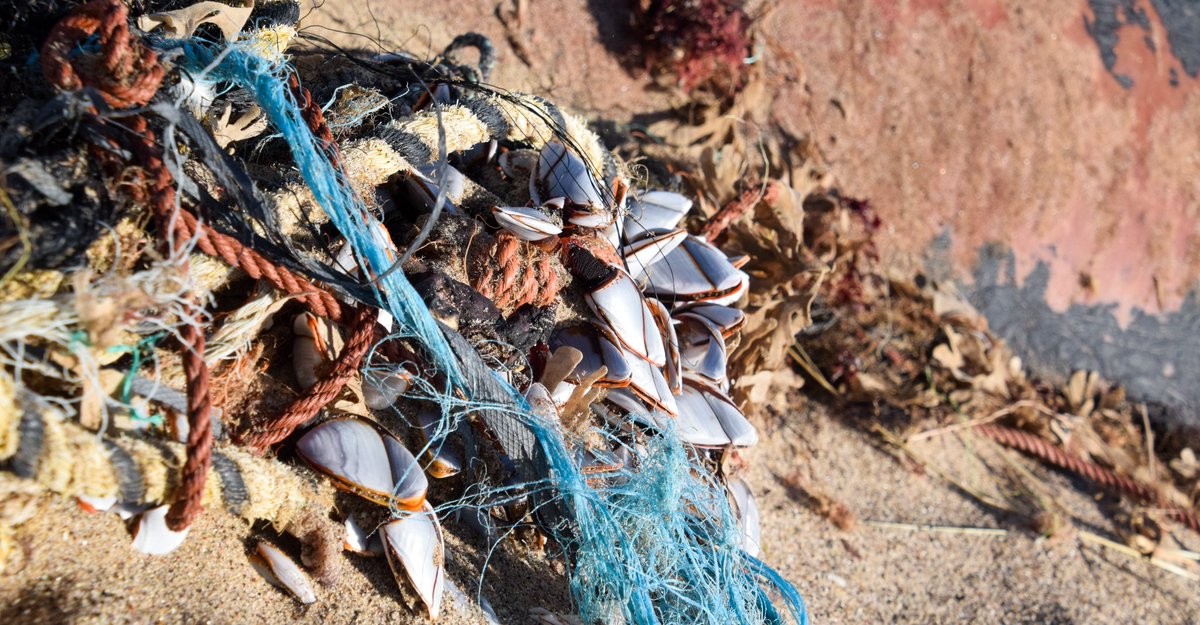 The large Goose Barnacles attached to the rope could suggest that they have been there quite a while. (whether they be on the rope before or attached once around the whale) Once attached, they cannot move, so end up traveling wherever their 'host' goes.
